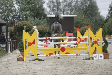 Junge Pferde dominierten in Ehlersdorf - Teilnehmer und Veranstalter trotzten dem unwirtlichen Wetter.